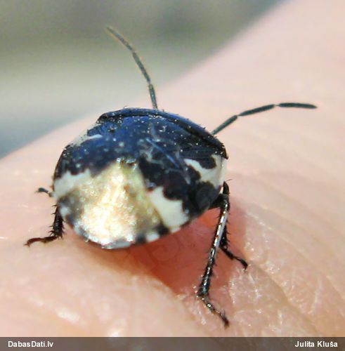 Racējblakts Tritomegas bicolor