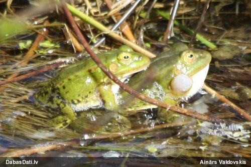 Zaļā/dīķa varde Pelophylax sp.
