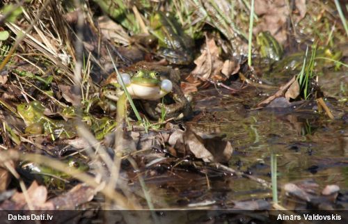 Zaļā/dīķa varde Pelophylax sp.