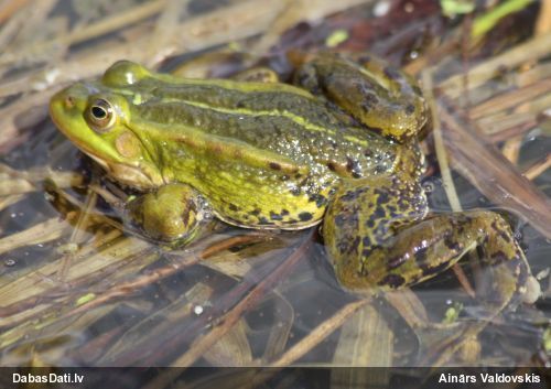 Zaļā/dīķa varde Pelophylax sp.