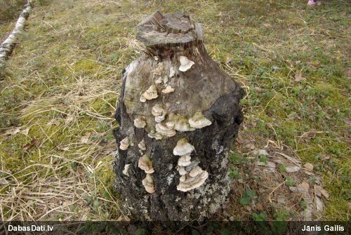 Sarainā tauriņpiepe