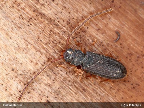 Plakanis Uleiota planata