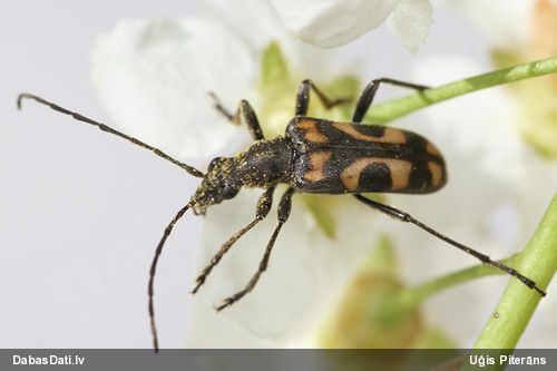 Koksngrauzis Evodinus borealis