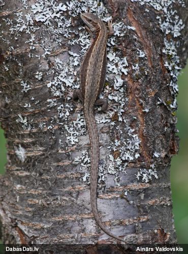 Pļavas ķirzaka