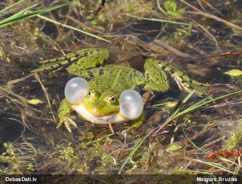 Zaļā/dīķa varde Pelophylax sp.
