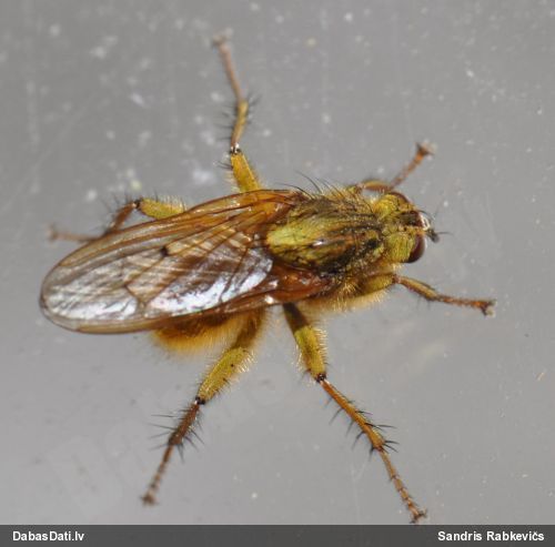 Mēslmuša Scatophaga sp.