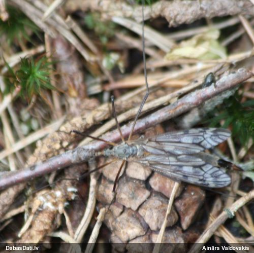 Garkājods Tipula maxima
