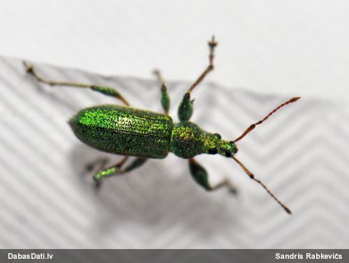 Smecernieks Phyllobius sp.