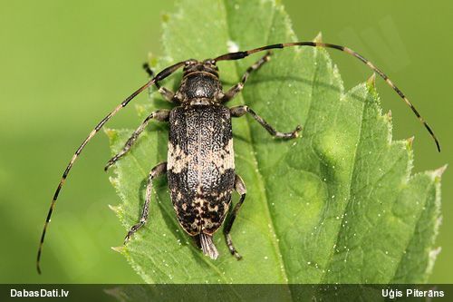 Koksngrauzis Leiopus nebulosus/linnei