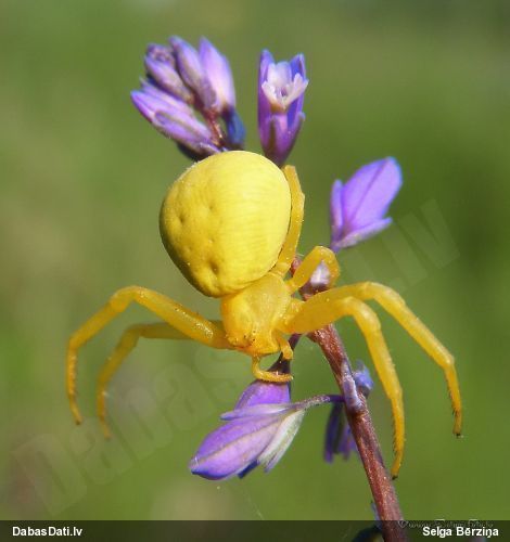 Krabjzirneklis Misumena vatia