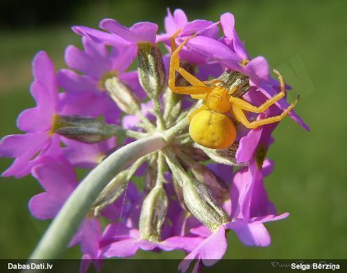 Krabjzirneklis Misumena vatia