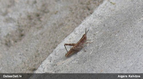 Sisenis (nenoteikts)