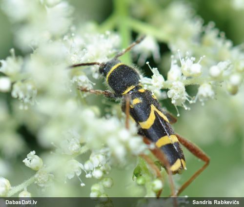 Koksngrauzis Clytus arietis