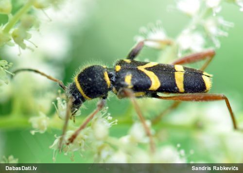 Koksngrauzis Clytus arietis