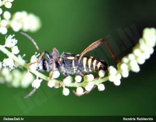 Koksngrauzis Clytus arietis