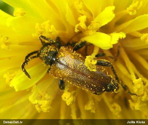Koksngrauzis Pseudovadonia livida