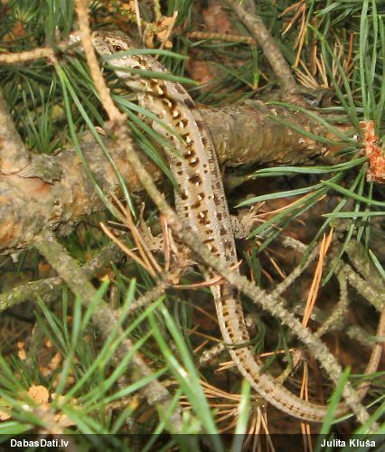 Sila ķirzaka