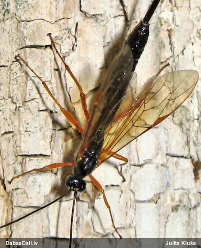 Jātnieciņš (nenoteikts)