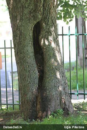 Divkrāsu koksngrauzis