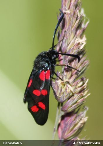 Ceļteku raibspārnis