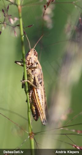 Sisenis (nenoteikts)