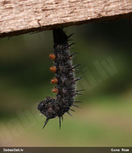 Acainais raibenis