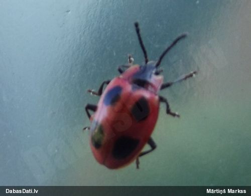 Piepjmīlis Endomychus coccineus