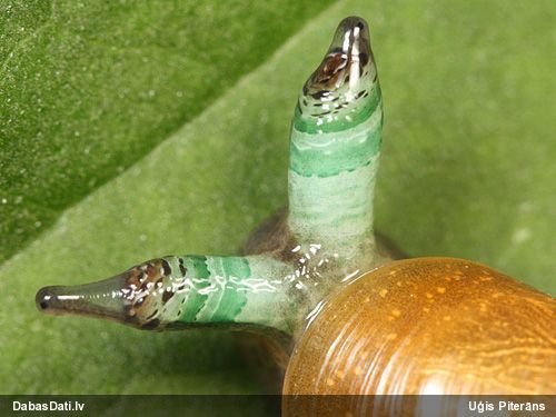 Gliemežu trematode