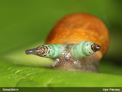 Gliemežu trematode