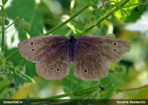 Parastais samtenis