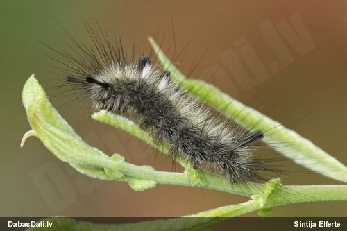 Mūķene Dicallomera sp.