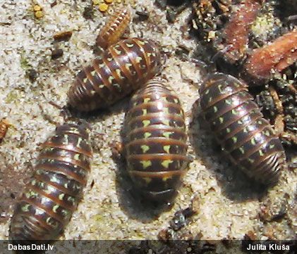 Mitrene Armadillidium pulchellum