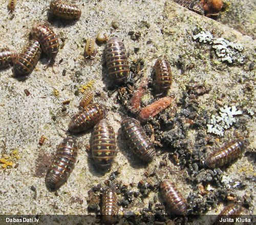 Mitrene Armadillidium pulchellum