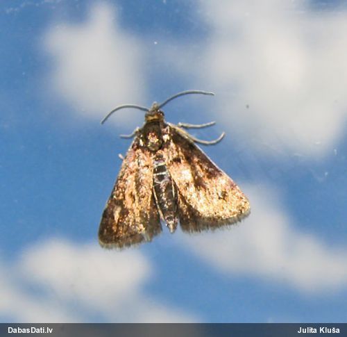 Zāļsvilnis Heliothela wulfeniana