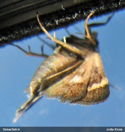 Zāļsvilnis Heliothela wulfeniana