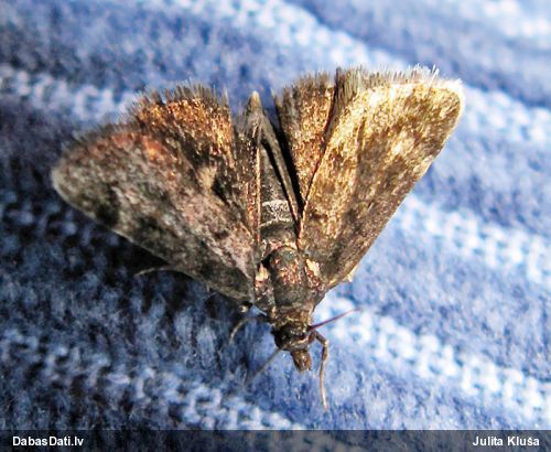 Zāļsvilnis Heliothela wulfeniana