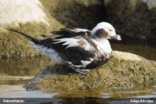 Kākaulis