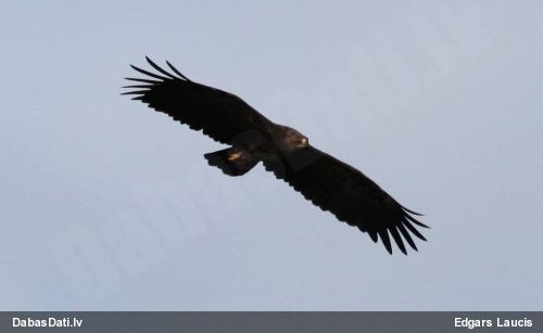 Mazais ērglis