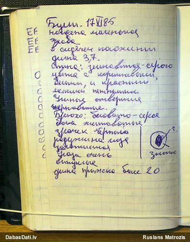 Brūnais varžukrupis