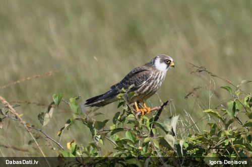 Kukaiņu piekūns