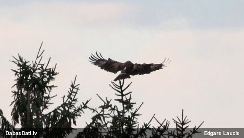 Mazais ērglis
