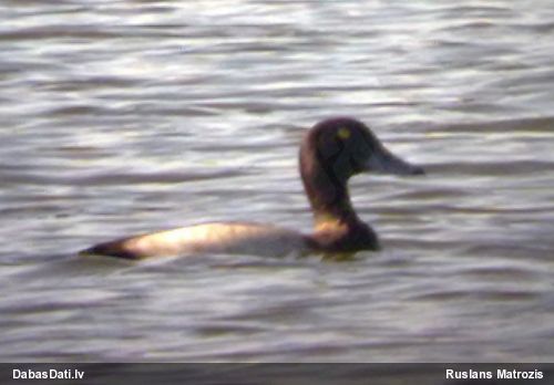 Ķerra