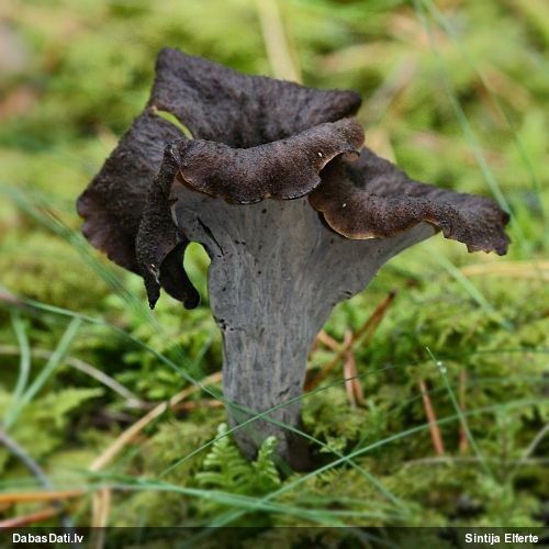 Rudens taurene