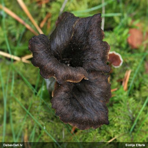 Rudens taurene