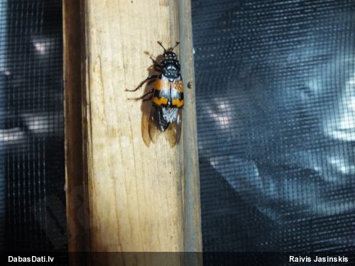 Kapračvabole Nicrophorus investigator