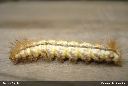 Raibvēderlācītis Spilosoma sp.