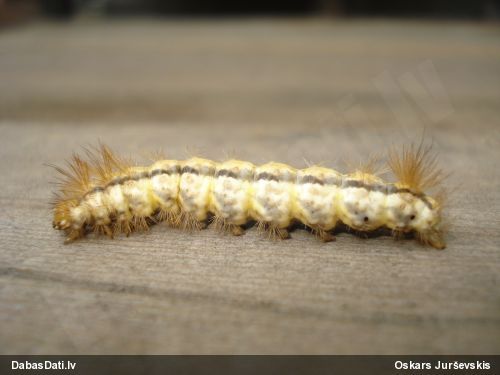 Raibvēderlācītis Spilosoma sp.