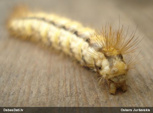 Raibvēderlācītis Spilosoma sp.
