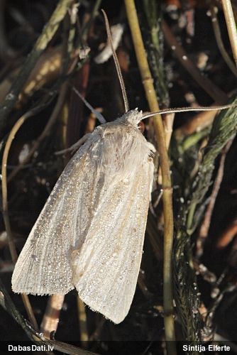 Pūcīte (nenoteikta)