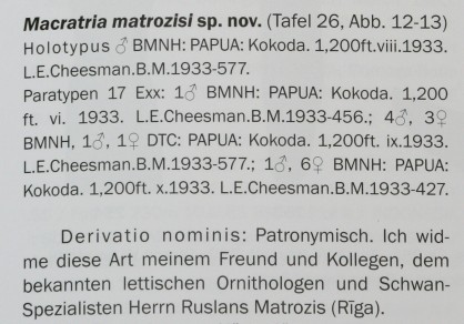 Macratria matrozisi Macratria matrozisi